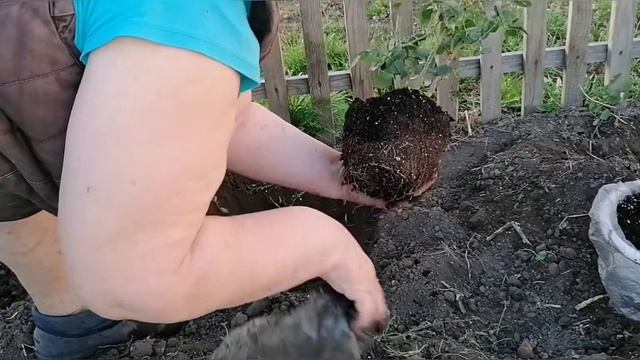 Высаживаю розы из магазина в открытый грунт.