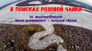 В поисках розовой чайки