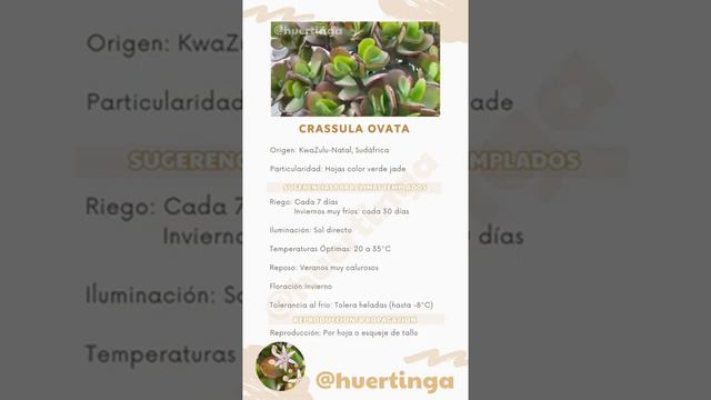 CRASSULA OVATA  | Arbol de Jade | Resumen ✔️