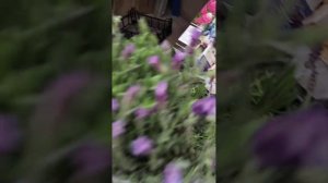 Лаванда в D12 и D17 сорт Анука производство Польша