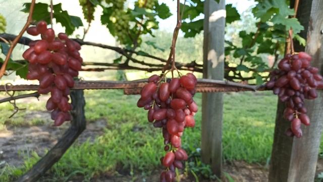 Виноград " Полонез 50" Тел,WhatsApp и Viber : 8-918-43-794-43 смотреть онлайн