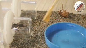 Муравей-бульдог, убийца, с нежным женским именем Лада. Myrmecia forficata