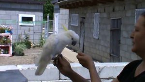 желтохохлый какаду