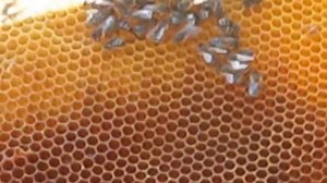 Почему матка сеет 2-3 яйца в одну ячейку?