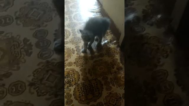 Кот без уха)) смотреть онлайн