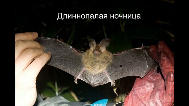 Зловещий оскал летучей мыши смотреть онлайн