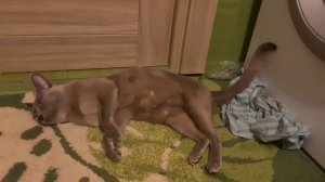 САМЫЙ МИЛЫЙ КОТ НА СВЕТЕ - БУРМА