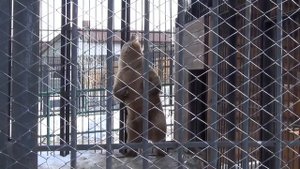 Белокоготный медведь. Тяньшанский бурый медведь. Умывается, ставит метки, играет.