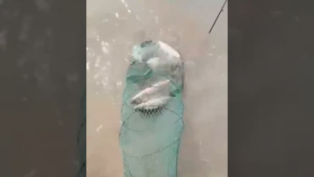 Рыбалка водохранилище Бугунь Туркестанская область улов рыбаков смотреть онлайн