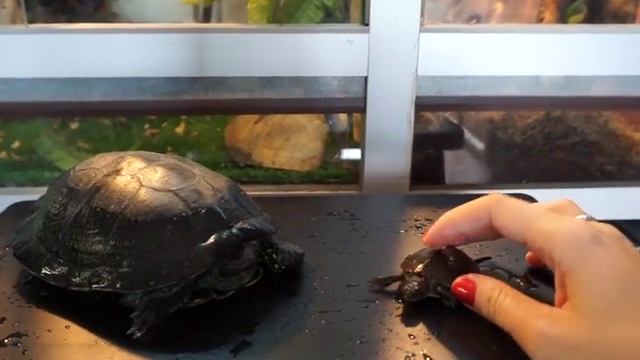 Болотные черепахи - содержание, кормление, определение пола смотреть онлайн