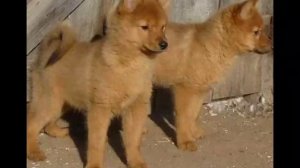 Карело-финская лайка. КФЛ. Финский шпиц. (Слайд-шоу)