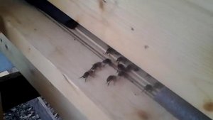 Колодное пчеловодство первый опыт.Часть 6.попами вперед