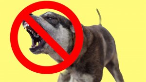 Как защитить себя от НАПАДЕНИЯ ДИКИХ СОБАК. Советы кинолога.