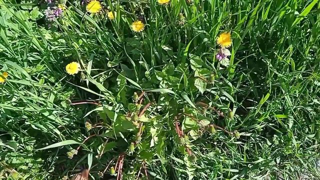 Деревенский дневник очень многодетной мамы. БУМЕРАНГ. смотреть онлайн