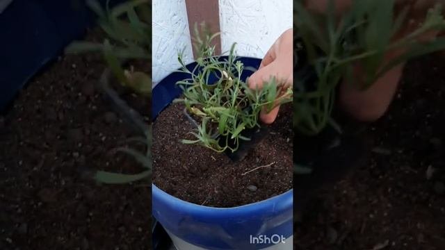 высаживаем вегетативный алиссум