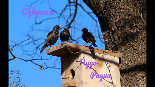 Скворцы прилетели - Озвучено Чудо Радио смотреть онлайн