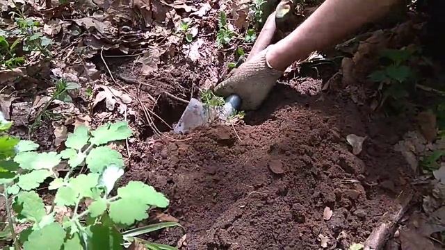 Поиск в лесу. смотреть онлайн