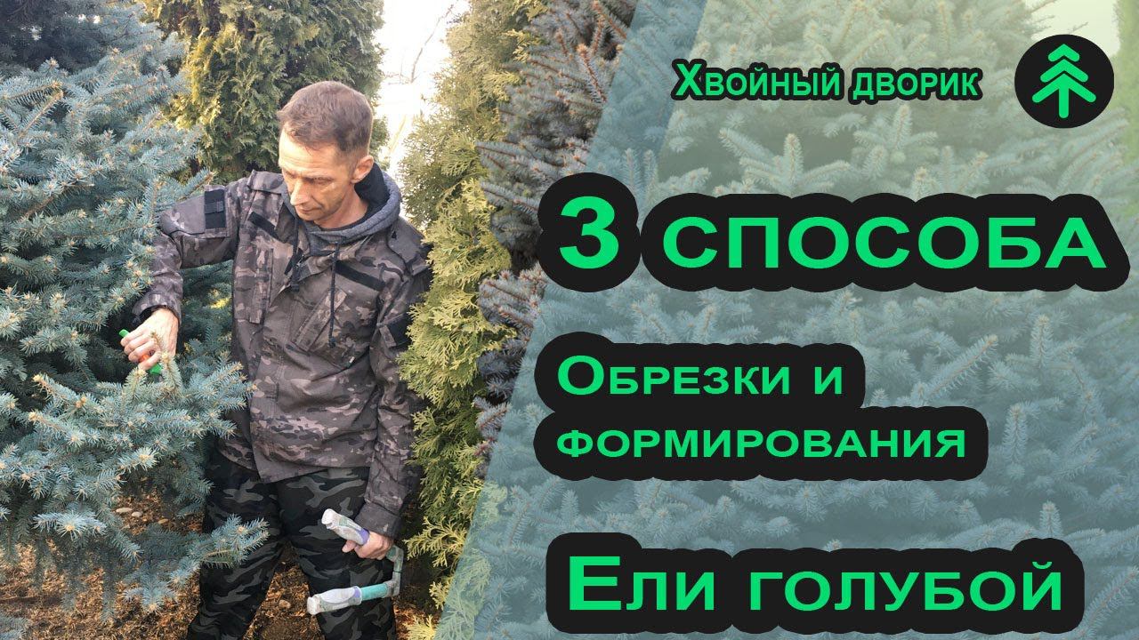 Как правильно обрезать голубую ель? 3 способа формирования ели