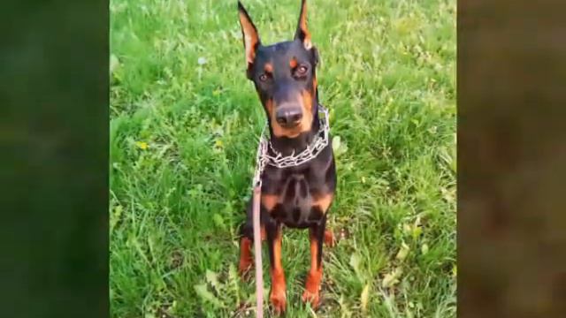 Наш любимый доберман, девица - красавица смотреть онлайн