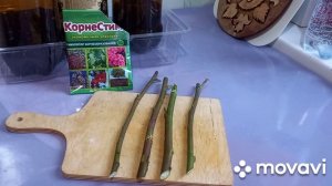 Укоренение розы из букета ?