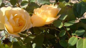 Жёлтая роза флорибунда Дачные прелести