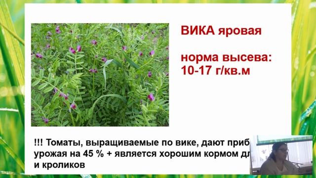 Сидераты - ЗЕЛЕНЫЕ УДОБРЕНИЯ смотреть онлайн