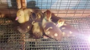 Первая неделя жизни мускусных утят. Начинам выращивать мускусную утку