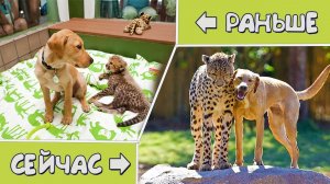 Добрые кадры ДО и ПОСЛЕ животных друзей выросших вместе!