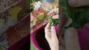 супер быстрое укоренение листьев фиалки