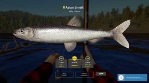 RF4 - Trophy Asian Smelt on telescopic - 282g