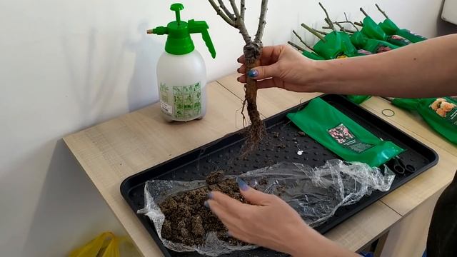 #Распаковка роз из Светофора# смотреть онлайн