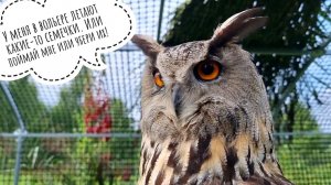 Утренняя птиченька снова в гостях у совы Ёль. Сыч Лучик показывает себя птичкам