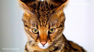 Саванна кошка