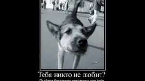 Тараканы Собачье сердце