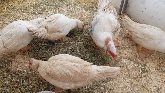 Мускусные утки тяжёлой французской линии,гоняем паразитов.?