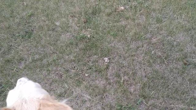 Смотри один забег русских борзых на курсинге с собаками других пород.