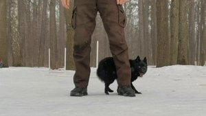 Дрессировка шипперке. Приглашаем на занятия. Schipperke's training possibilities.