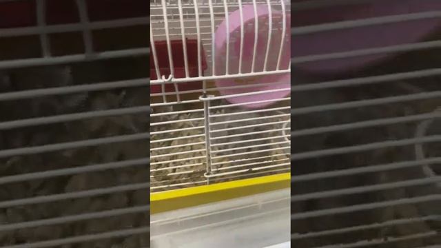 Чем можно кормить хомяка и как приучить к рукам??