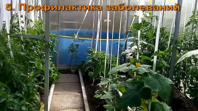 ЧТОБ МИНИМИЗИРОВАТЬ БОЛЕЗНИ РАСТЕНИЙ В ТЕПЛИЦЕ, НЕОБХОДИМО смотреть онлайн
