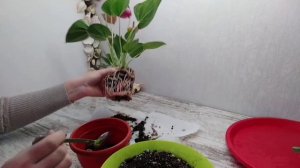 АНТУРИУМ ИЗ МАГАЗИНА МАГНИТ*ПЕРЕСАДКА ПОСЛЕ ПОКУПКИ.