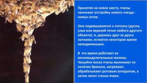 Что такое воск пчелиный и как он добывается