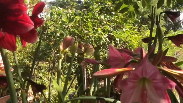 Amaryllis 2020 смотреть онлайн