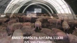 ролик свиноводческого КФХ Новосибирской области