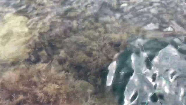 Как ловить крабов на чёрном море? Хороший улов. Посёлок Орджоникидзе. смотреть онлайн