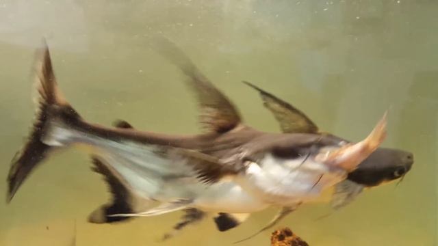 Аквариумные акулы смотреть онлайн