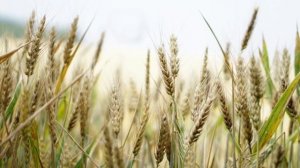 Растениеводство как бизнес идея. Бизнес план. Бизнес ниша. Пшеница. Ячмень. Рожь. Соя. Рапс. Гречка