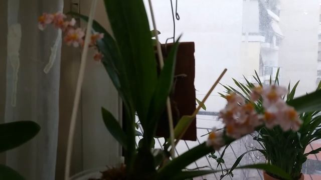 Орхидеи Буррагеара Nelly Isler и онцидиум Tsiku Maguerit распустились полностью ! смотреть онлайн