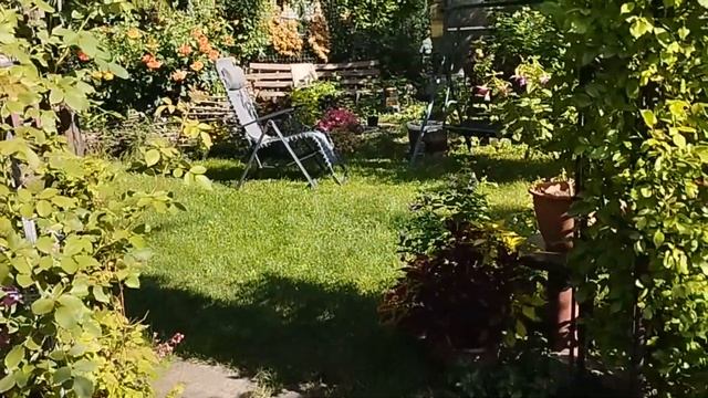 Мой любимый сад 01.08.23г. Обзор сада в августе. смотреть онлайн