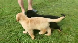 Щенки ховаварта помет П