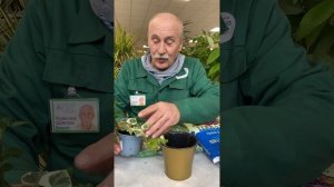 Пересадки и уход за плющом